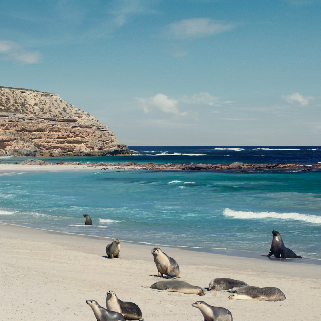 Carrousel - Photos Australie -11