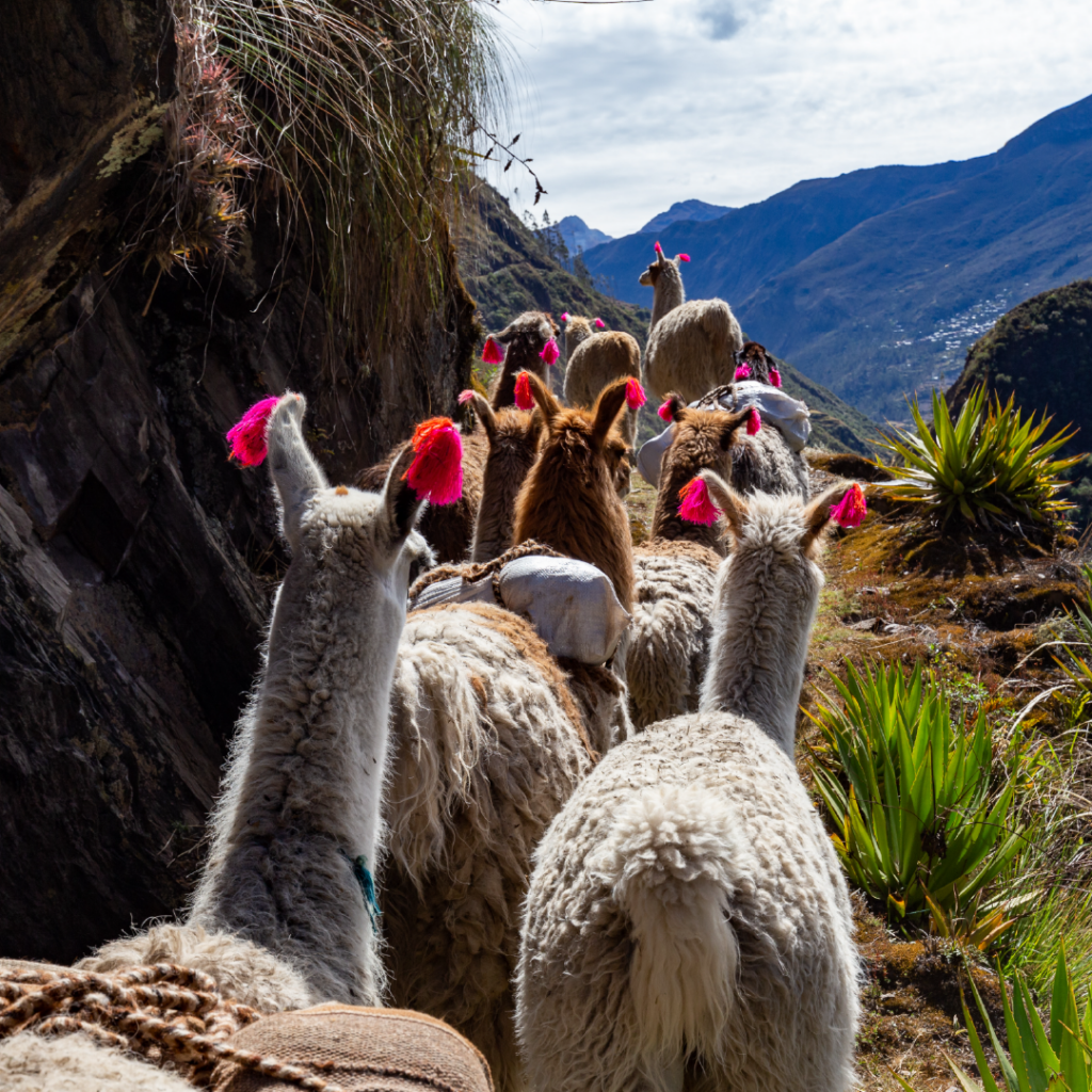 Australie - Terra Gaïa