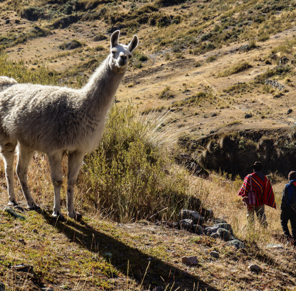 Carrousel - Photo Voyage Bolivie 8