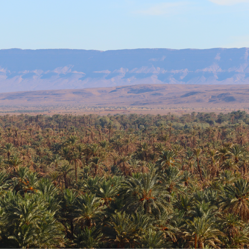 terra-gaia-maroc_Plan de travail 1-03