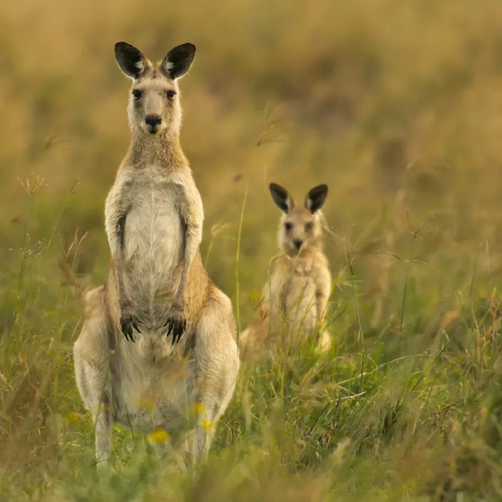 Photos-Australie-14