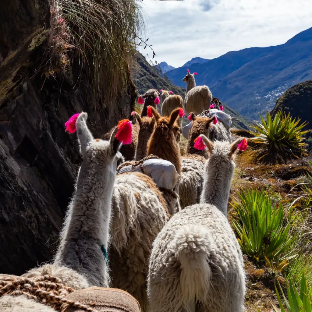 Destination Altiplano
